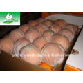 Big Navel Orange em Carton